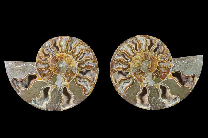 Bargain, Cut & Polished Ammonite Fossil - Madagascar #148020